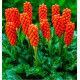 ARUM D’ITALIE