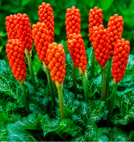 ARUM D’ITALIE