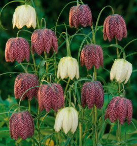 FRITILLAIRE PINTADE