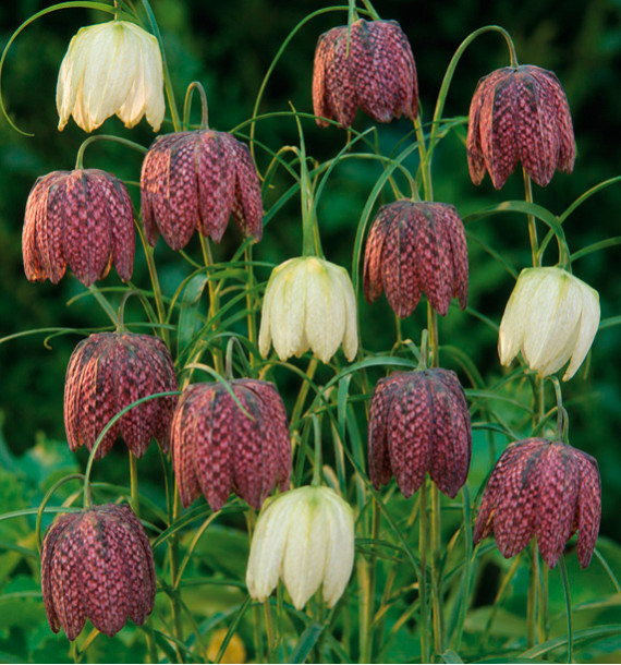 FRITILLAIRE PINTADE