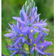 CAMASSIA