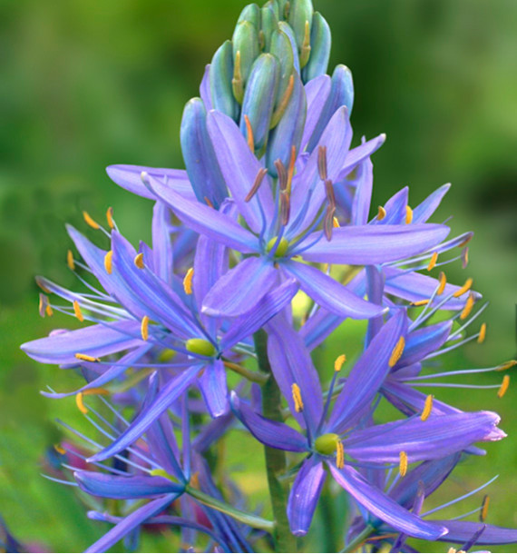 CAMASSIA