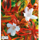 ABELIA KALEIDOSCOPE