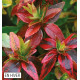 ABELIA KALEIDOSCOPE