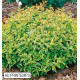 ABELIA KALEIDOSCOPE