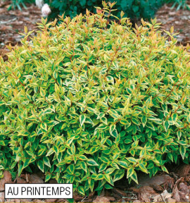 ABELIA KALEIDOSCOPE