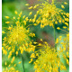 ALLIUM YELLOW FANTASY