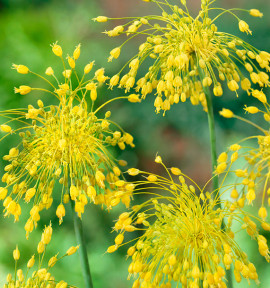 ALLIUM YELLOW FANTASY