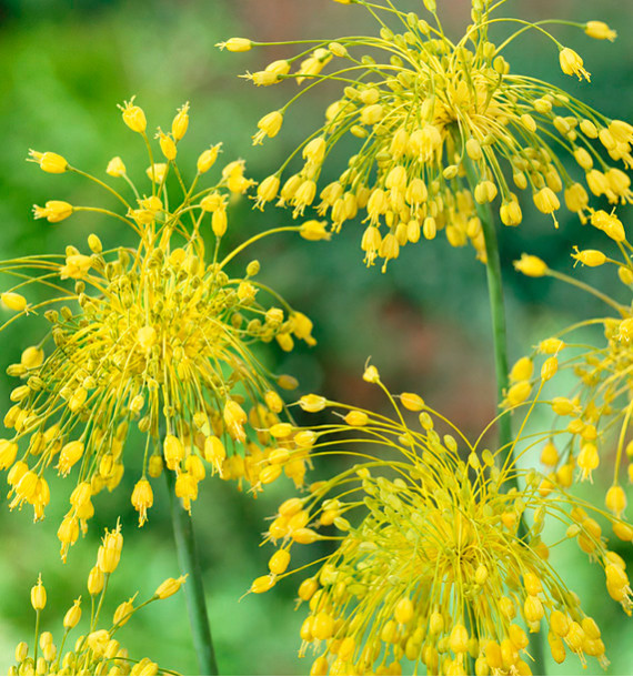 ALLIUM YELLOW FANTASY