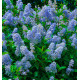 CEANOTHUS GLOIRE DE VERSAILLES