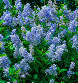CEANOTHUS GLOIRE DE VERSAILLES