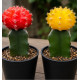 2 CACTUS GYMNOCALYCIUM