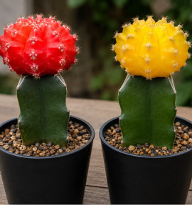 2 CACTUS GYMNOCALYCIUM