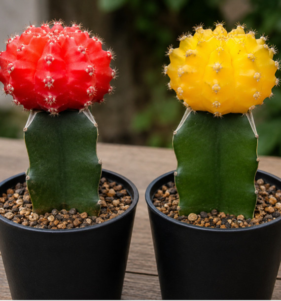 2 CACTUS GYMNOCALYCIUM