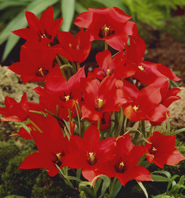 TULIPE LINIFOLIA
