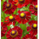 HELENIUM RUBY TUESDAY