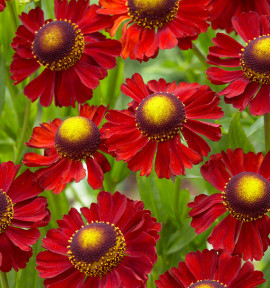 HELENIUM RUBY TUESDAY