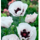 PAVOT D ORIENT PERRY'S WHITE