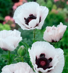PAVOT D ORIENT PERRY'S WHITE