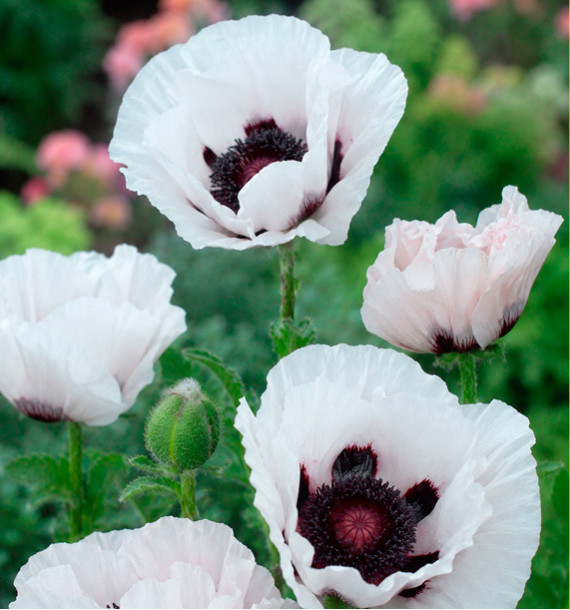 PAVOT D ORIENT PERRY'S WHITE