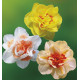 COLIBRIANT 24 NARCISSES DOUBLES : 8 SUNNY DAY + 8 DOUBLE FASHION + 8 REPLETE
