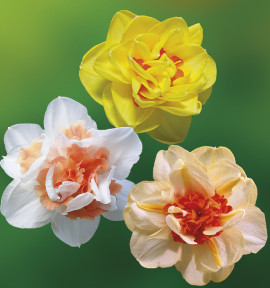 COLIBRIANT 24 NARCISSES DOUBLES : 8 SUNNY DAY + 8 DOUBLE FASHION + 8 REPLETE