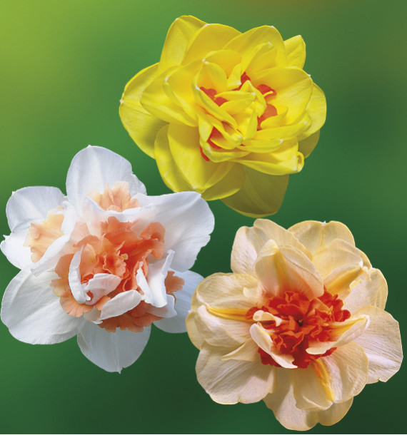 COLIBRIANT 24 NARCISSES DOUBLES : 8 SUNNY DAY + 8 DOUBLE FASHION + 8 REPLETE