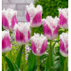 TULIPE FRANGEE SUPER SIESTA
