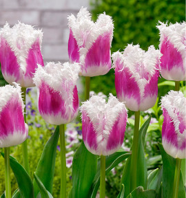 TULIPE FRANGEE SUPER SIESTA