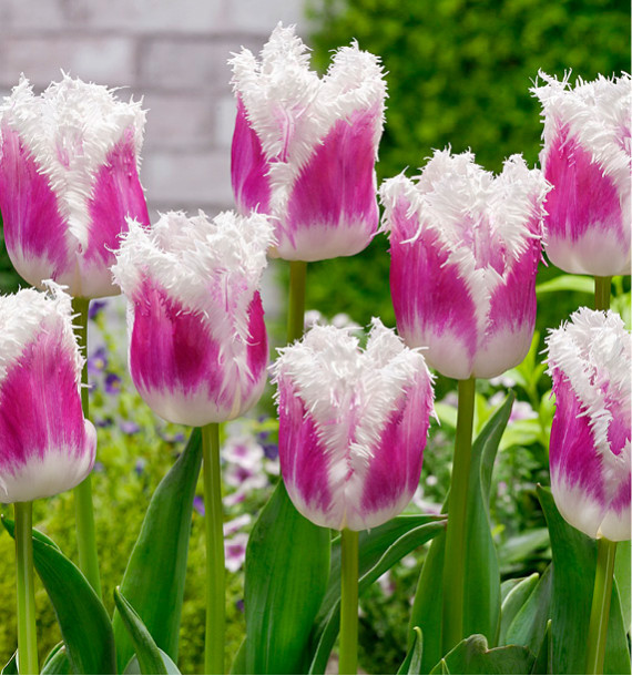 TULIPE FRANGEE SUPER SIESTA