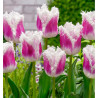 TULIPE FRANGEE SUPER SIESTA