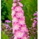 DELPHINIUM DELPHI’S PINK POWER®