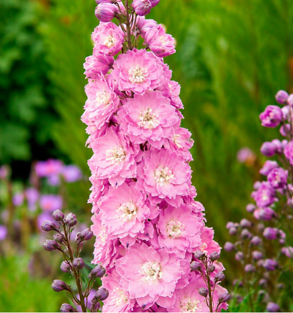 DELPHINIUM DELPHI’S PINK POWER®