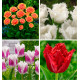 COLIBRIANT 24 TULIPES FRANGÉES : 6 BRISBANE + 6 VERSACI + 6 SIESTA + 6 HONEYMOON