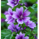 MALVA SYLVESTRIS BLUE FOUNTAIN