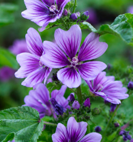 MALVA SYLVESTRIS BLUE FOUNTAIN