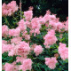 FILIPENDULA VENUSTA
