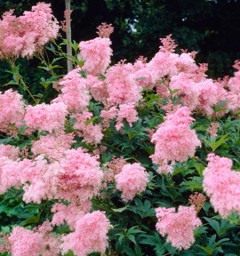 FILIPENDULA VENUSTA