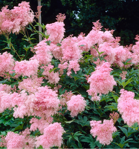 FILIPENDULA VENUSTA