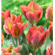 TULIPE ARTIST