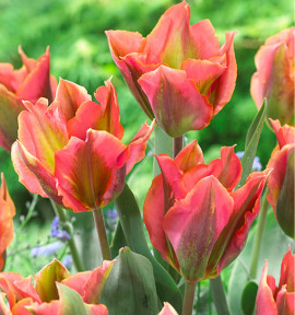 TULIPE ARTIST