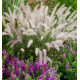 PENNISETUM DANCE WITH ME®