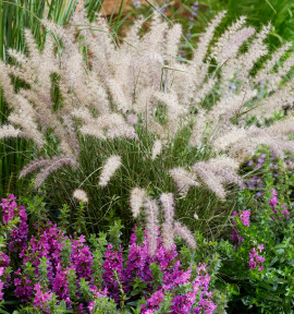 PENNISETUM DANCE WITH ME®