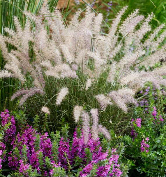 PENNISETUM DANCE WITH ME®