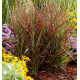 PANICUM HOT ROD