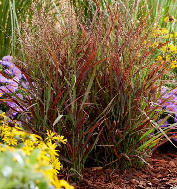 PANICUM HOT ROD