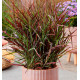 PANICUM HOT ROD