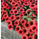 ECHINACEA PANAMA® RED