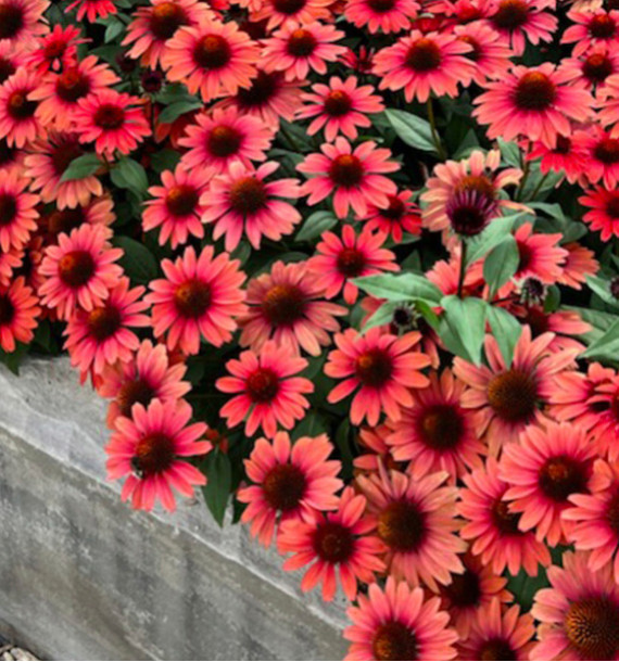 ECHINACEA PANAMA® RED