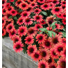 ECHINACEA PANAMA® RED
